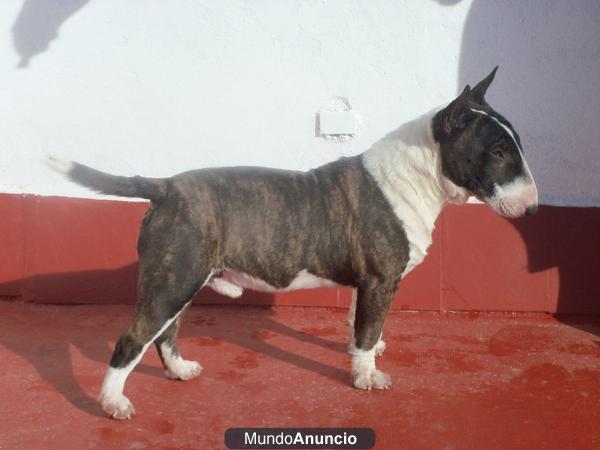 Bull-terrier miniatura de Valdehierro macho en montas