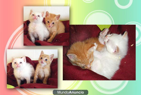 CAMADA DE 2 GATITOS BEBES 5 SEMANAS (habian sido abandonados )