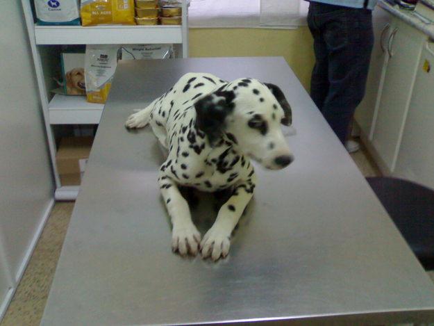 Dalmata cachorros.,pedigree,250eur.telf 666164637