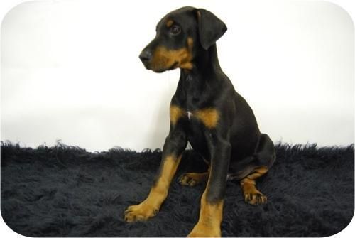 DOBERMAN DE CALIDAD!!