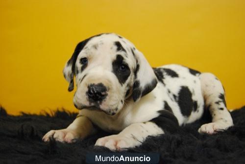 Dogo aleman, cachorros negros, azules y arlequines¡¡ ven a verlos¡¡