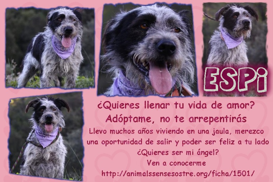 Espi busca un hogar. adoptalo