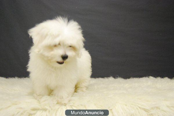 preciosos cachorros de bichon malteses 1ª calidad ,