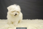 preciosos cachorros de bichon malteses 1ª calidad , - mejor precio | unprecio.es