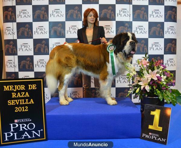 SAN BERNARDO PARA MONTA CON EXCELENTE PEDIGREE