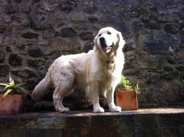 se ofrece golden retriever macho para cruzar