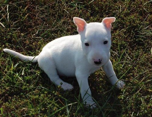 su pequeño cachorro bull terrier chica a ser un nuevo miembro de su familia