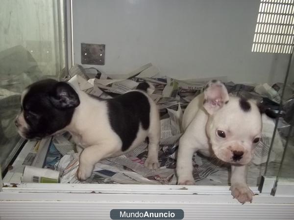 Bulldog Frances machos y hembras a 368 euros