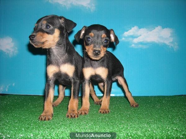 Cachorretes de Mini Pincher a 450  con Pedigí