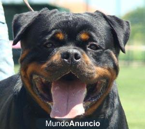 cachorros rottweiler disponibles