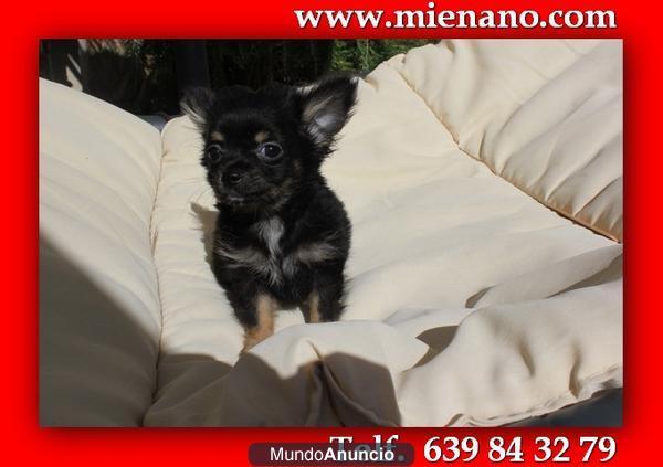 CHIHUAHUAS TOY MONISIMOS, UN CAPRICHO A TU ALCANCE  2X