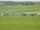 Pupilaje para caballos y yeguas cerca de Madrid - mejor precio | unprecio.es