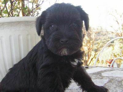 SIMPATIQUISIMOS SCHNAUZER MINIATURA CON PEDIGREE NACIONAL 380€