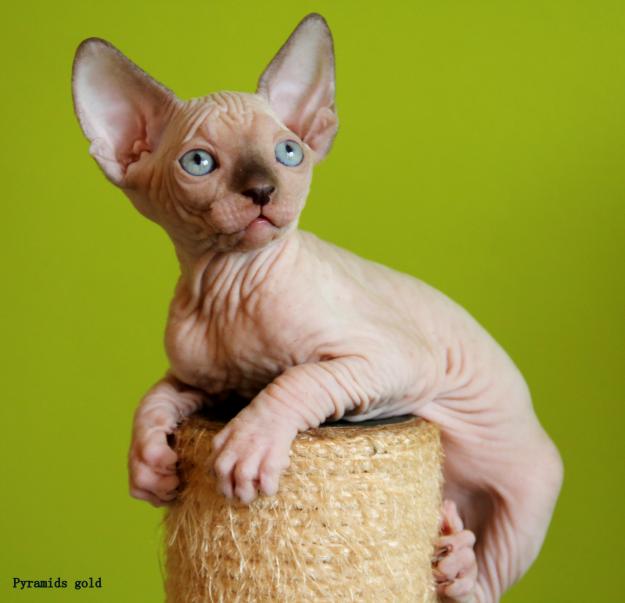 sphynx gato sin pelo