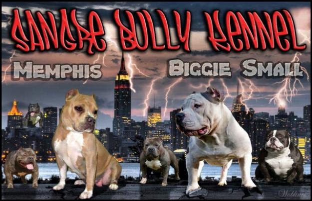 American Bully criadero Madrid