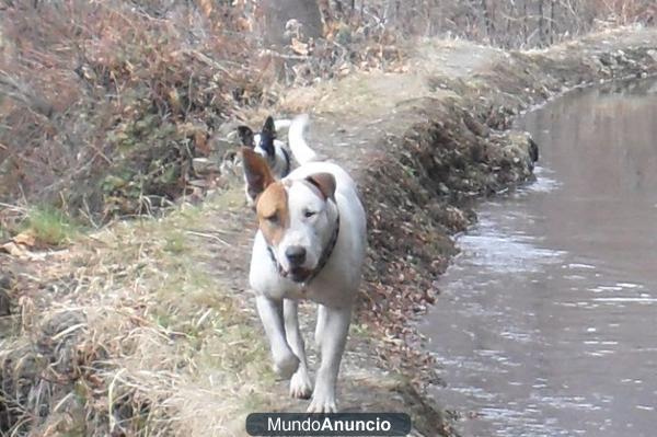 Busco perrita caliente que me quiera locamente