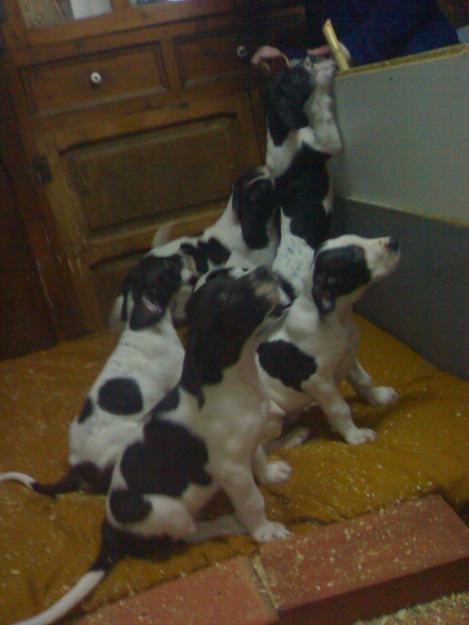 Cachorros de Dogo Alemán