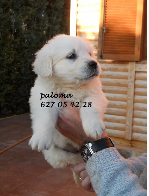 cachorros de golden retriever con pedigree loe