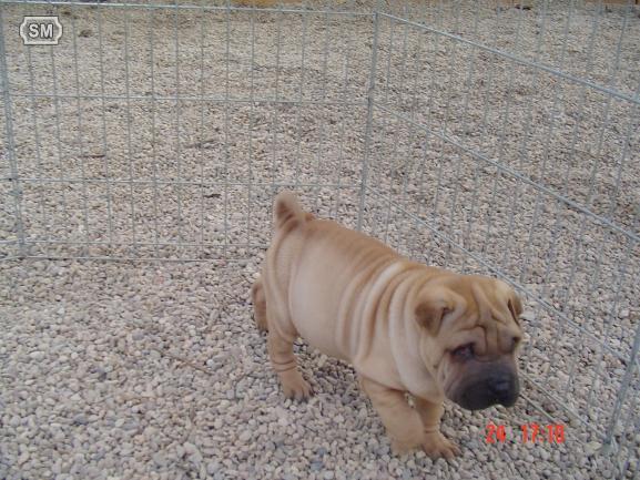 Cachorros de shar-pei centro canino chichet