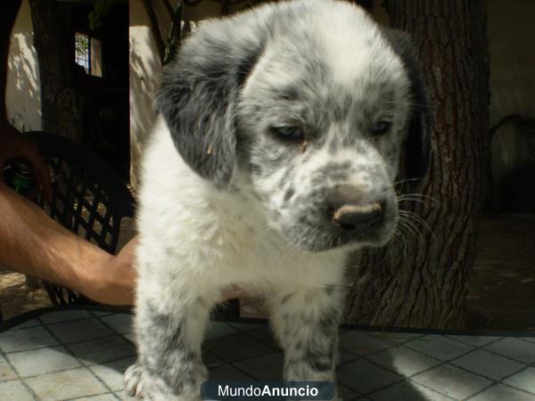 Cachorros mestizos preciosos NECESITAN hogar