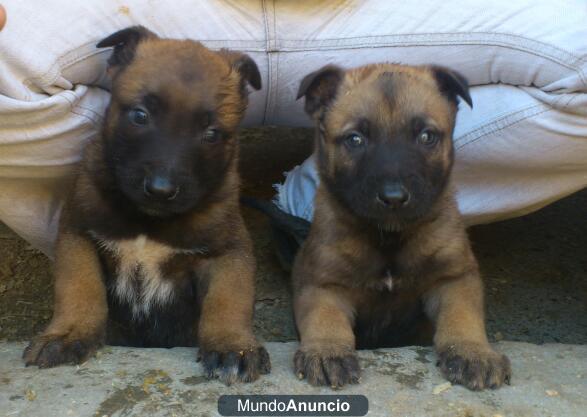 cachorros pastor belga malinois