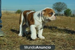 CAMADA DE BULLDOG INGLESES EXCELENTES CACHORROS