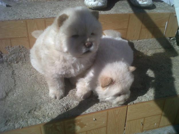 chow chow urgente venta