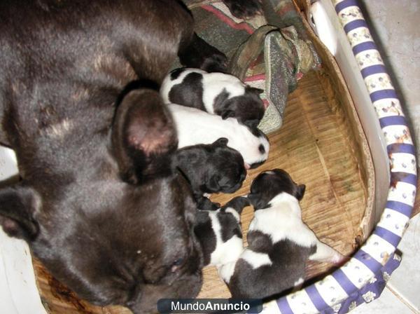 Crias de Bulldogs Franceses