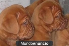 Excelentes cachorros de Dogo de Burdeos - mejor precio | unprecio.es