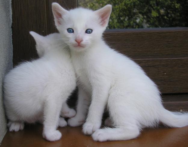 Regalo gatitos blancos