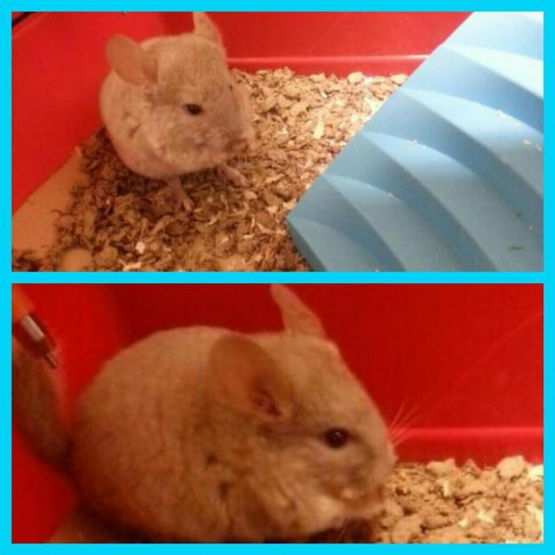 Se vende chinchilla baby de color beige