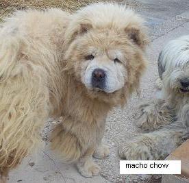 vendo chow chow adulto con pedigree de THOMBURU 400€