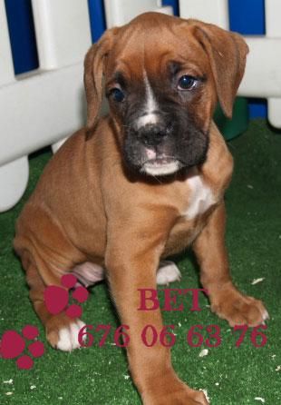 Boxer,, los mejores preciosos