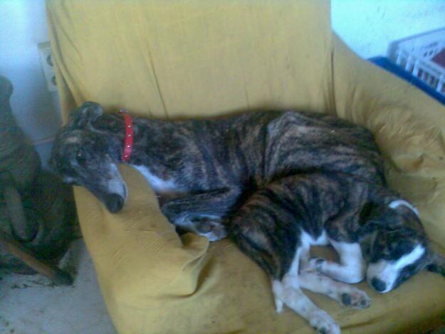 cachorros de galgo