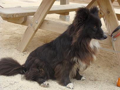 Chambao perrito tamaño pequeño, Almeria