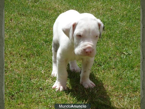 Dogos Alemanes arlequines poco manchados