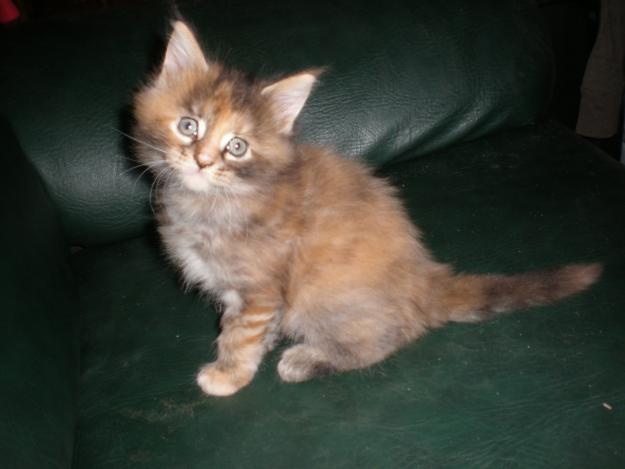 Hembra de maine coon