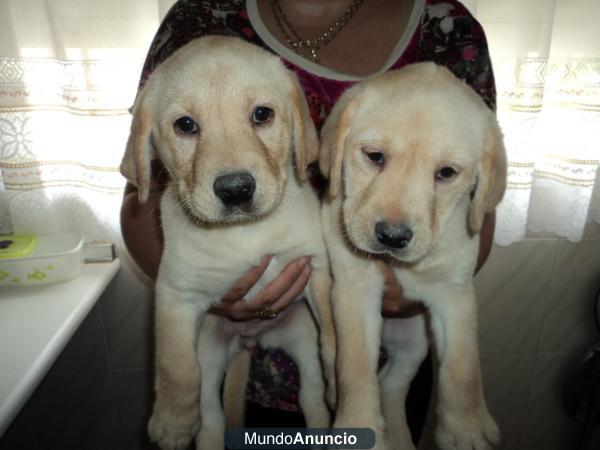 labrador dorado   cachorros