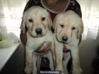 labrador dorado cachorros - mejor precio | unprecio.es