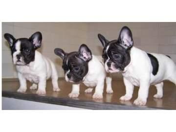 preciosos cachorros disponibles de bulldog frances en nuestra tienda ,