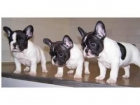 preciosos cachorros disponibles de bulldog frances en nuestra tienda , - mejor precio | unprecio.es