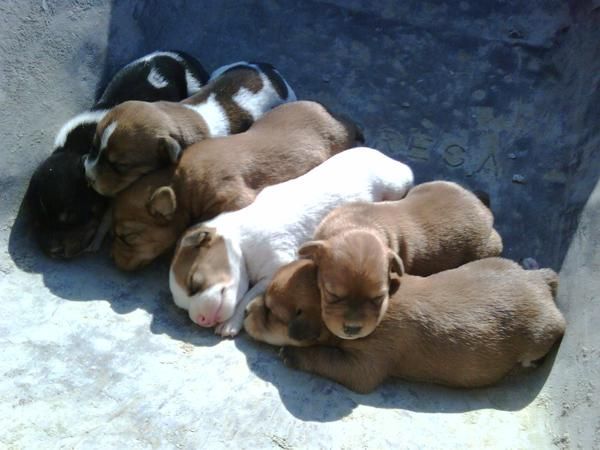 regalo cachorros con dos semanas