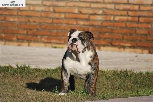 Se ofrece BULLDOG Inglés PARA MONTAS