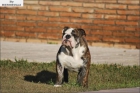 Se ofrece BULLDOG Inglés PARA MONTAS - mejor precio | unprecio.es