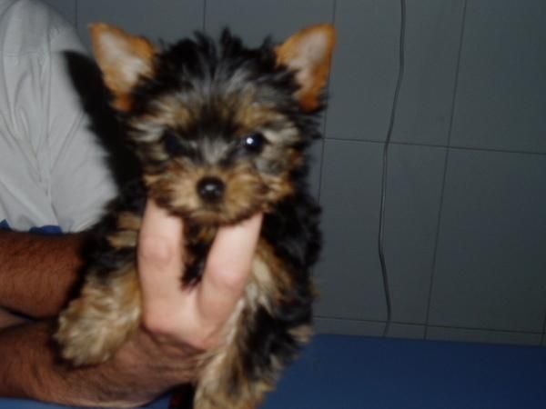 urge ultima camada de yorkshire terrier enano por solo 300E