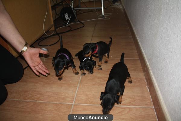 VENDO  MINI PINCHER