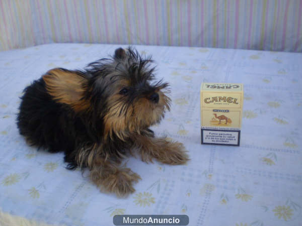 Yorkshire Terrier Preciosos Cachorros 550er.