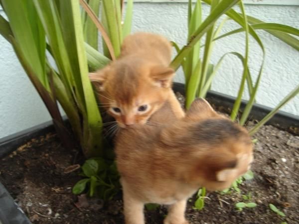 ABISINIO Gato muy activo, extrovertido, juguetón, muy curioso, pero bien equilibrado. Dotado de una fuerte personalidad,