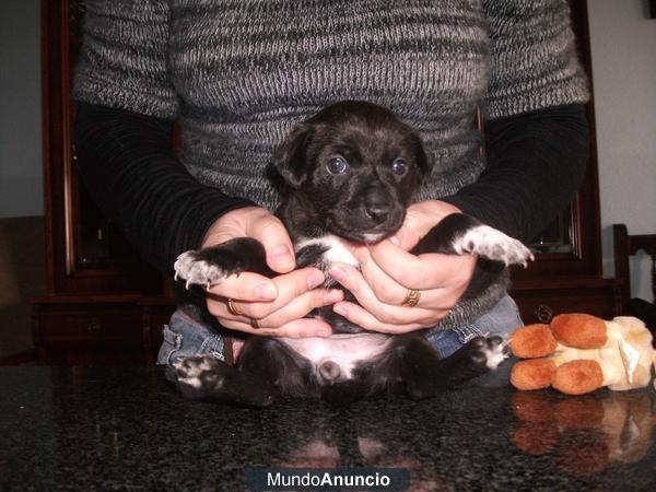 Adhara, cachorra de 4,5 semanas en adopción