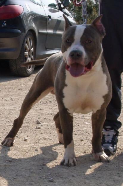 AMERICAN STAFFORDSHIRE TERRIER AZUL